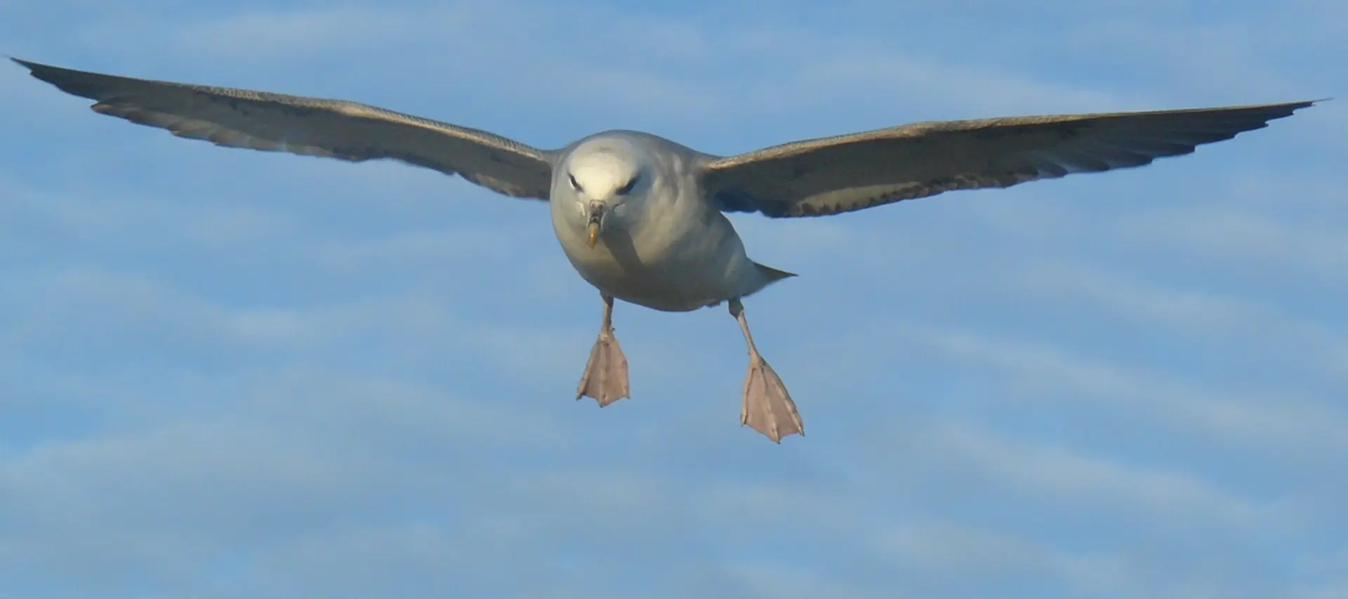A Fulmar in flight